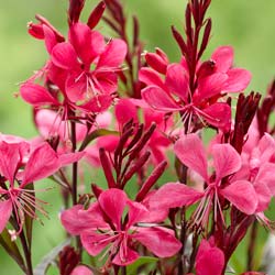 Gaura Lindheimeri Red